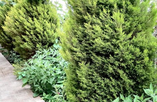 Gantiadi House | Гостевой дом Лапстинская 17 Анжела