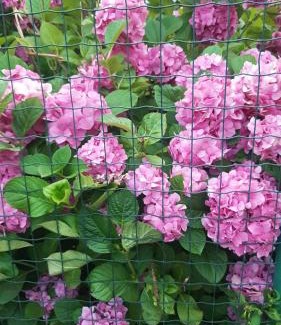 Cherkasy House | Отель "Swallow House"