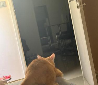 Historic George Town Apartment | Прикол