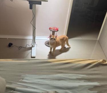 Historic George Town Apartment | Прикол