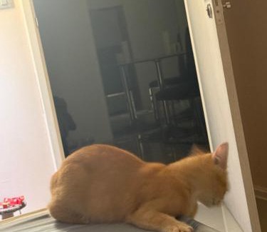 Historic George Town Apartment | Прикол