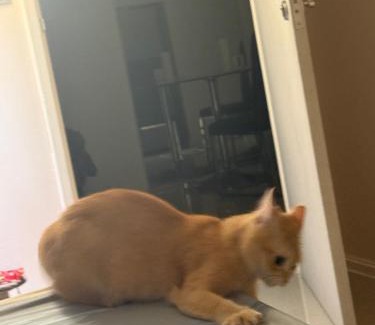 Historic George Town Apartment | Прикол