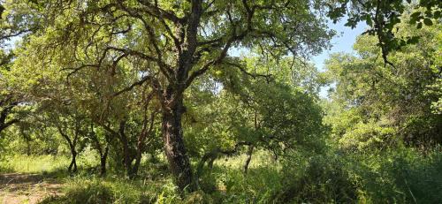 Menashe House | בית בכפר
