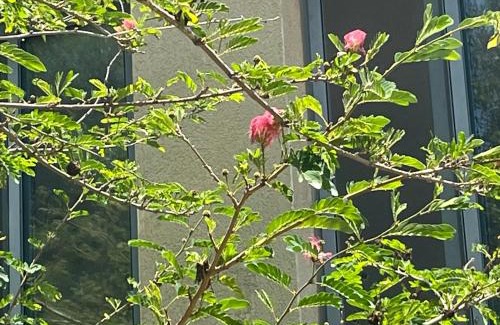 Yodfat Apartment | בית המרפא שלי healing place