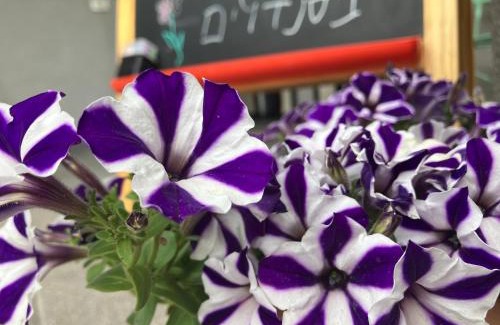 Ma'ale Gamla Cabin | בסנדלים: חאן בוטיק בגולן