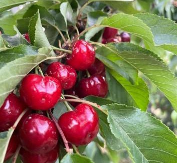 Sha'al Ski Chalet | בריאה אירוח בטבע