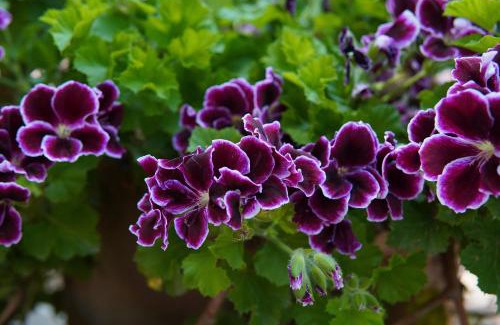 Sha'al Apartment | מיקאסה