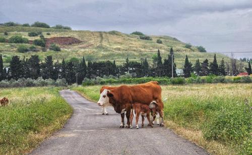 Katzrin House | מעבר לקשת