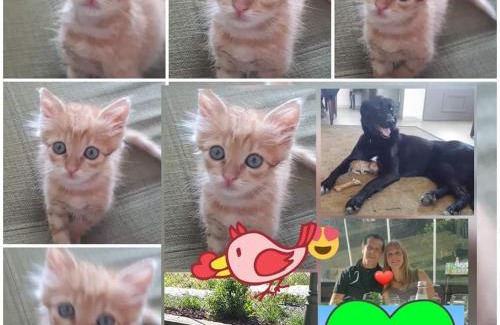 Tsiv'on Apartment | צימרים מול הר מירון בצבעון בגליל העליון אורלי ומאיר,למשפחות ולזוגות