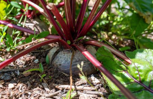 Ilaniya Cabin | צימר קרון- ירוק עז