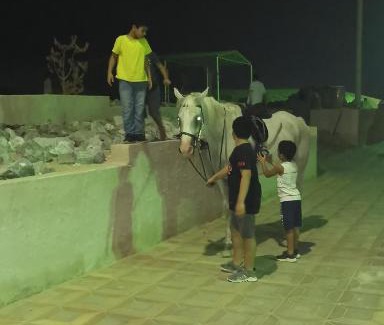 Al Wathba Other | شاليهات العاصمة