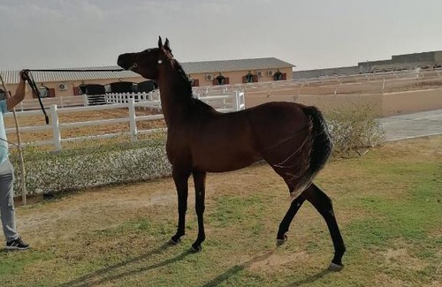 Al Wathba Other | شاليهات العاصمة