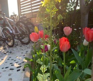 Izumisano House | 幽舍の庭