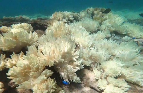 Kikai Island House | 昭和レトロな貸切平屋・赤連バナナハウス(喜界町)