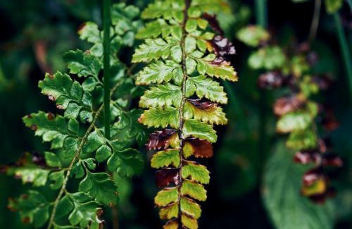 Minamata Hotel | 湯の鶴迎賓館鶴の屋Tsurunoya