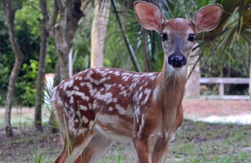 Saint Helena Island House | 527 Sunsuite