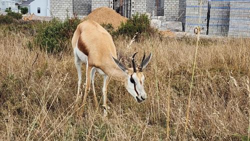 Saldanha House | 7 Honeysuckle