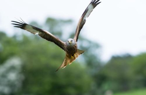 Llanfyllin House | 9 Bed in Welshpool 40870