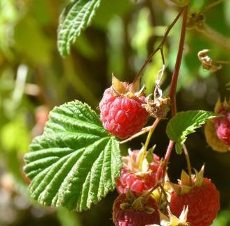 Villa Pehuenia Apartment | ABEDULES CABAÑAS PEHUENIA