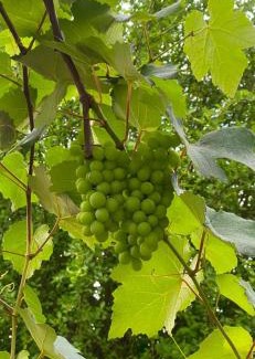 Centro Hotel | Aconchego do Vale - Hospedagem tipo Pousada