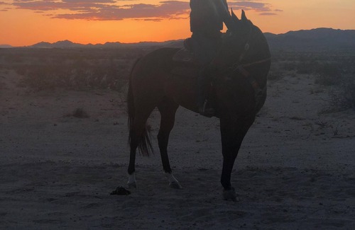 Wonder Valley House | Adobe in the Rancho 1930s Palm Trees