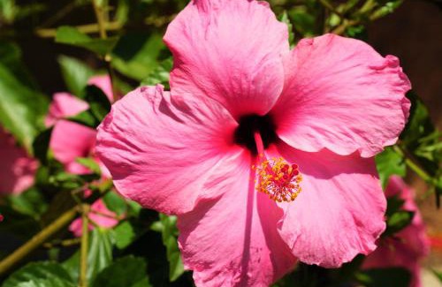 Santanyi Hotel | Agroturismo Finca Sa Tanca