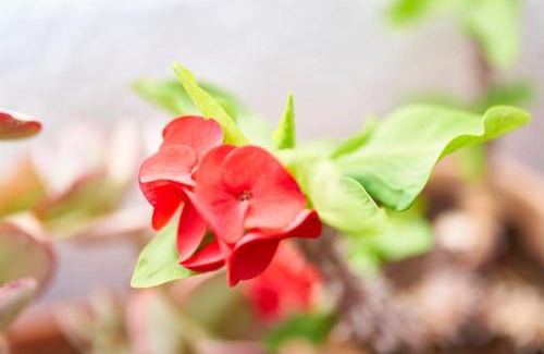 La Isleta del Moro Apartment | Albatros