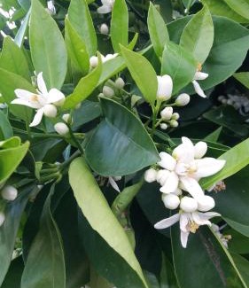 Castillo de Locubin House | Alojamiento rural La Hontana