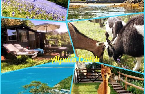 Goodwick Cabin | Alpaca Cwtch - Pembrokeshire, West Wales