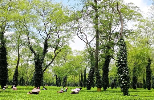 Golaghat Resort | Amã Stays & Trails Diffloo, Assam