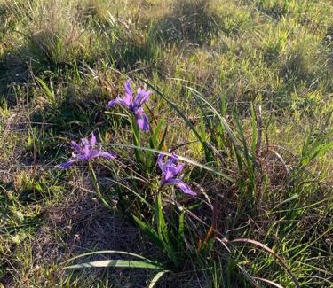 Sea Ranch House | Amazing ocean views, bright and modern