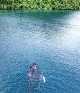 Puerto Jimenez House | Amazona un pequeño mundo de corcobado serca del oceano