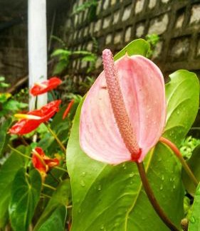 Haute-Matsiatra House | An-tsaha Chambre d'hôtes