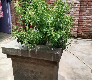 Purwa House | Animesh home stay