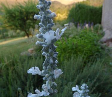 Merlo Apartment | Apart Loma Linda