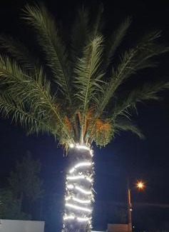 Fernan Perez Apartment | APARTAMENTOS LA PALMERA