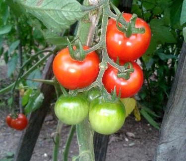 A Merca Apartment | Apartamentos Turísticos Casa dos Pulidos