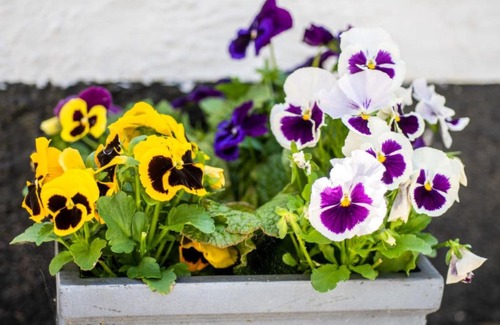 Barnstaple Apartment | Apartment Courtney - Upcott House by Interhome