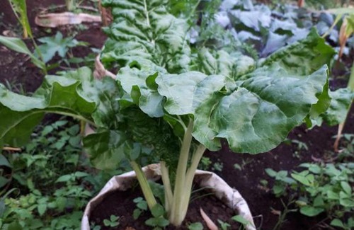 Fort Portal House | Apiary Farmstead