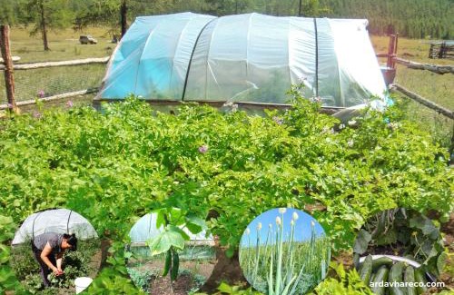 Hatgal Cabin | Ar Davhar Peninsula Eco Lodge