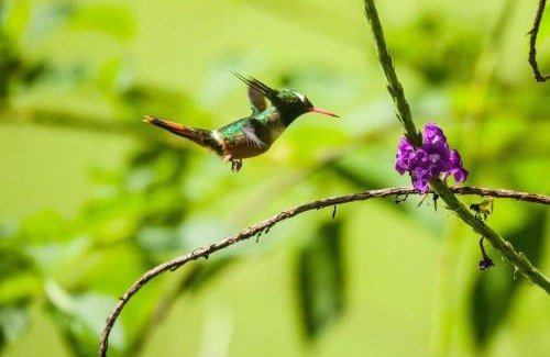 Manuel Antonio Resort | Arenas Del Mar Beachfront & Rainforest Resort Member of the Cayuga Collection