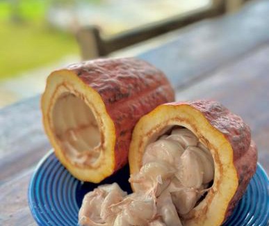 Itacare House | Art Jungle Eco Lodge