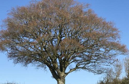 Beaminster House | Astronomer Shepherd's hut