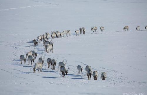 Kautokeino Cabin | Authentic Sami Reindeer Herding Adventure in Arctic Norway