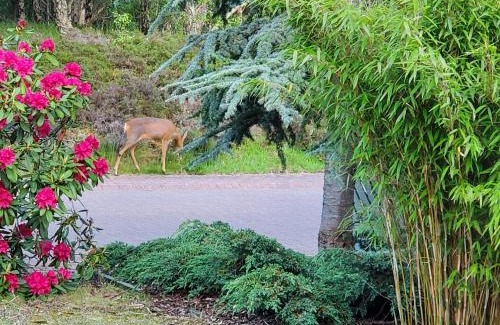 Aviemore House | Aviemore Bungalow, Dalfaber
