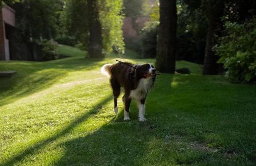 Carilo Hotel | Baden Baden Carilo