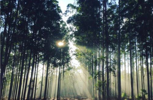 Balingup Ski Chalet | Balingup TimberTop Cottages