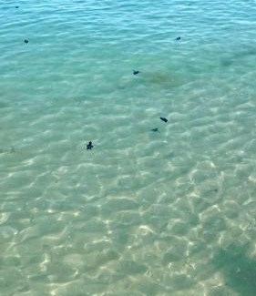 Celestun Apartment | Beachfront apartment with swimming pool. One bedroom