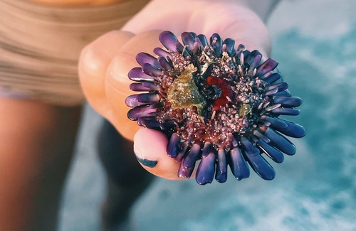 Waianae House | Beachy Boho Abode