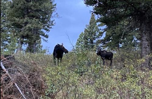 Island Park Apartment | Bear Den - Fire pit -Hammocks -BBQ -Yellowstone